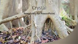  Presentation with tree roots - Audience pleasing presentation theme consisting of exposed-twisted-tree-branches backdrop and a light gray colored foreground