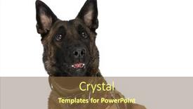  Presentation with dog - Slide set consisting of expressive-belgian-shepherd-dog background and a tawny brown colored foreground