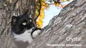  Presentation with black white tree - Cool new PPT theme with expressive black and white tuxedo cat in a tree backdrop and a gray colored foreground