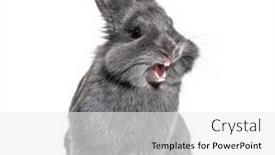  Presentation with rabbit - Amazing slide deck having expressive-grey-young-rabbit-standing backdrop and a white colored foreground
