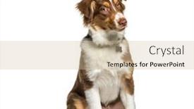  Presentation with australian - PPT layouts enhanced with expressive-red-tri-colored-australian background and a soft green colored foreground