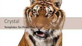  Presentation with tiger - Slide set featuring expressive-tiger-s-head-isolated background and a coral colored foreground