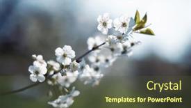  Presentation with bloom - Slide deck featuring exquisite-beauty-of-white-cherry background and a tawny brown colored foreground