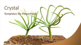  Presentation with edible nuts - PPT theme enhanced with agricultural extension - stone pine pinus pinea background and a cream colored foreground