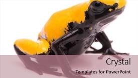  Presentation with poison - Beautiful slide deck featuring extinct animals - adelphobates galactonotus yellow splash backed backdrop and a coral colored foreground