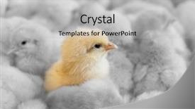  Presentation with chick - Slides enhanced with extraordinary - chick in between yellow chicks background and a light gray colored foreground