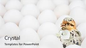  Presentation with ordinary - Theme enhanced with extraordinary - new-born chick in unusual egg background and a white colored foreground