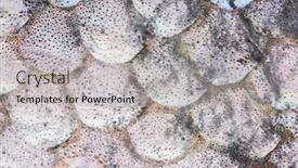  Presentation with trout - PPT theme with extreame-closeup-texture-of-rainbow background and a light gray colored foreground