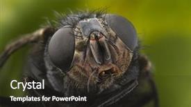  Presentation with fly - PPT layouts consisting of extrem close-up of a fly head background and a dark gray colored foreground