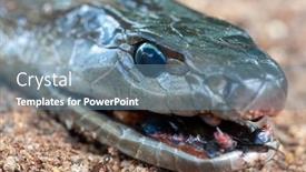  Presentation with extreme - Presentation design with extreme-close-up-head background and a seafoam green colored foreground