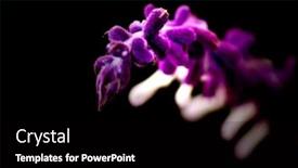  Presentation with sage plant - Presentation enhanced with extreme-close-up-image background and a black colored foreground