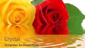  Presentation with rose yellow - Theme with extreme-close-up-of-yellow background and a gold colored foreground