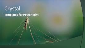 Presentation with extreme - Audience pleasing PPT theme consisting of extreme-close-up-shot backdrop and a seafoam green colored foreground