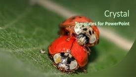  Presentation with extreme - Slides having extreme-close-up-shot background and a tawny brown colored foreground