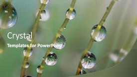  Presentation with fresh water - Audience pleasing PPT theme consisting of extreme-close-up-shot backdrop and a violet colored foreground