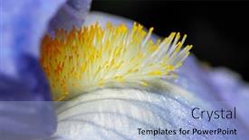  Presentation with iris flower - Slide set featuring extreme-close-up-shot background and a light blue colored foreground