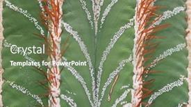  Presentation with cactus - Audience pleasing PPT theme consisting of extreme-close-up-shot backdrop and a ocean colored foreground