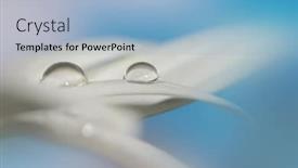  Presentation with water droplets - Amazing theme having extreme-close-up-shot backdrop and a light blue colored foreground