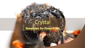  Presentation with water drops - Beautiful PPT theme featuring extreme-close-up-shot backdrop and a tawny brown colored foreground