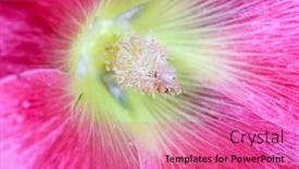  Presentation with extreme - Amazing PPT theme having extreme-close-up-shot backdrop and a coral colored foreground