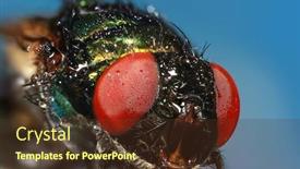  Presentation with extreme - Slide deck featuring extreme-close-up-shot background and a tawny brown colored foreground