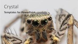  Presentation with extreme - PPT layouts with extreme-close-up-shot background and a light gray colored foreground