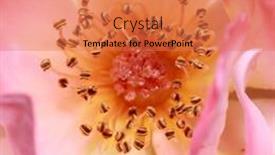  Presentation with pollen - PPT layouts with extreme-close-up-shot background and a coral colored foreground