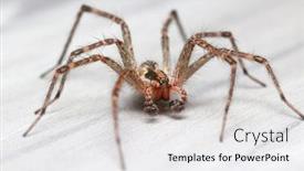  Presentation with extreme - PPT layouts enhanced with extreme-close-up-shot background and a white colored foreground