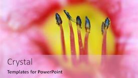  Presentation with pollen - Slides having extreme-close-up-shot background and a lavender colored foreground