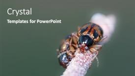  Presentation with extreme - Amazing theme having extreme-close-up-shot backdrop and a gray colored foreground