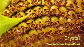  Presentation with extreme - Audience pleasing theme consisting of extreme-close-up-shot backdrop and a tawny brown colored foreground