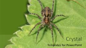  Presentation with spider - Beautiful slide deck featuring extreme-close-up-shot backdrop and a yellow colored foreground