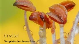  Presentation with lily flower - Audience pleasing slide set consisting of extreme-close-up-shot backdrop and a yellow colored foreground
