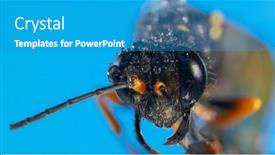  Presentation with hornet - Audience pleasing PPT theme consisting of extreme-close-up-shot backdrop and a teal colored foreground