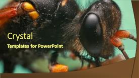  Presentation with hornet - Colorful presentation design enhanced with extreme-close-up-shot backdrop and a wine colored foreground