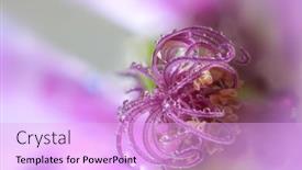  Presentation with water droplets - Colorful presentation theme enhanced with extreme-close-up-shot backdrop and a lavender colored foreground