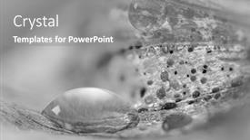  Presentation with water droplets - Beautiful PPT layouts featuring extreme-close-up-shot backdrop and a gray colored foreground