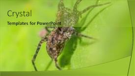  Presentation with extreme - Presentation consisting of extreme-close-up-shot background and a yellow colored foreground