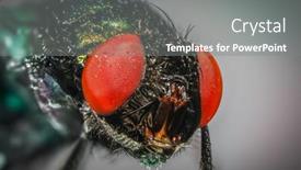  Presentation with extreme - Slide set featuring extreme-close-up-shot background and a gray colored foreground