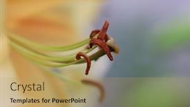 Presentation with lily flower - PPT layouts featuring extreme-close-up-shot background and a yellow colored foreground