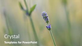  Presentation with extreme - PPT theme enhanced with extreme-close-up-shot background and a gray colored foreground