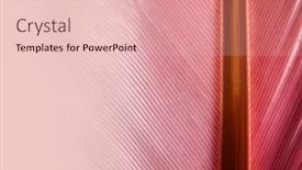  Presentation with extreme - Presentation theme having extreme-close-up-shot background and a  colored foreground