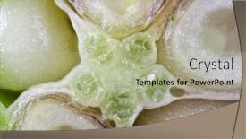  Presentation with okra - Presentation theme having extreme-close-up-shot background and a mint green colored foreground
