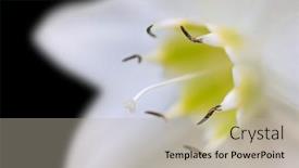  Presentation with lily flower - PPT theme consisting of extreme-close-up-shot background and a mint green colored foreground