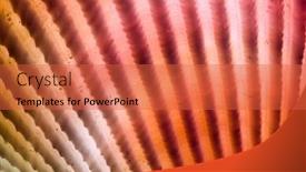  Presentation with sea shell - Presentation theme featuring extreme-close-up-shot background and a red colored foreground