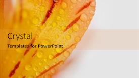  Presentation with water droplets - Slides consisting of extreme-close-up-shot background and a  colored foreground