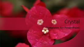  Presentation with water droplets - Cool new slides with extreme close-up on a bougainvillea showing the tiny flowers inside the brightly coloured bracts modified leaves macro with very shallow depth of field with water droplets 5d file unsharpened backdrop and a crimson colored foreground