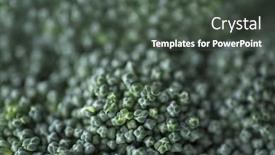  Presentation with lens - Slides having extreme-close-up background and a dark gray colored foreground