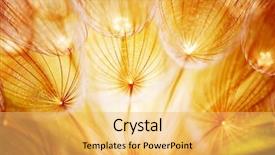  Presentation with dandelion - Amazing theme having extreme closeup abstract spring nature backdrop and a yellow colored foreground