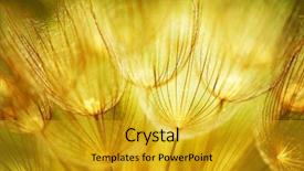  Presentation with extreme - Presentation design consisting of extreme closeup abstract spring nature background and a gold colored foreground